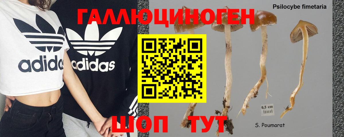 Большой Камень  Галлюциногенные грибы MAGIC MUSHROOMS  Вход с VPN 